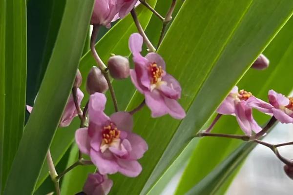 兰草的种类,常见的有四季兰、大花蕙兰、文心兰等