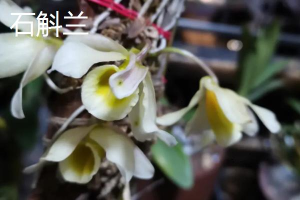 兰草的种类,常见的有四季兰、大花蕙兰、文心兰等