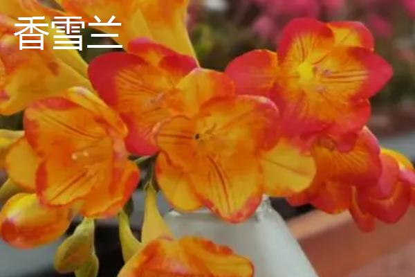 兰草的种类,常见的有四季兰、大花蕙兰、文心兰等