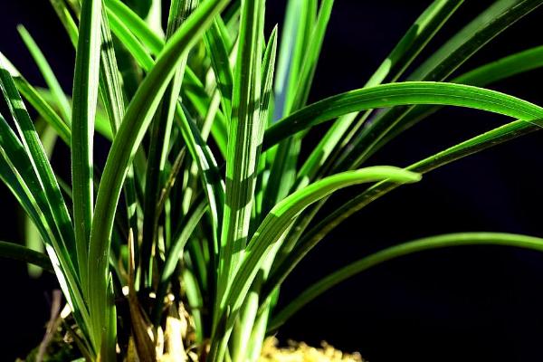 兰草的种类,常见的有四季兰、大花蕙兰、文心兰等