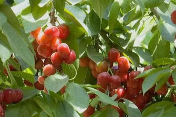 为什么家里不适合种樱桃,家里的光照和通风效果都不佳