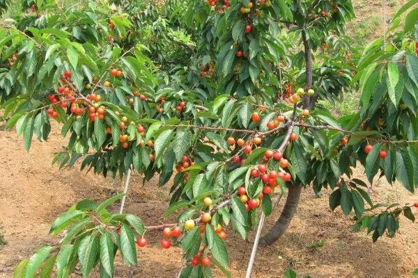 为什么家里不适合种樱桃,家里的光照和通风效果都不佳