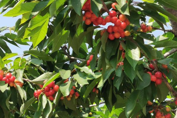 为什么家里不适合种樱桃,家里的光照和通风效果都不佳