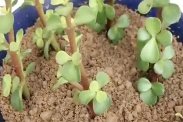 金枝玉叶花怎么扦插,应选择长势旺盛、健康的枝条