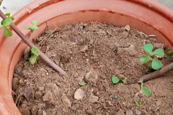 金枝玉叶花怎么扦插,应选择长势旺盛、健康的枝条