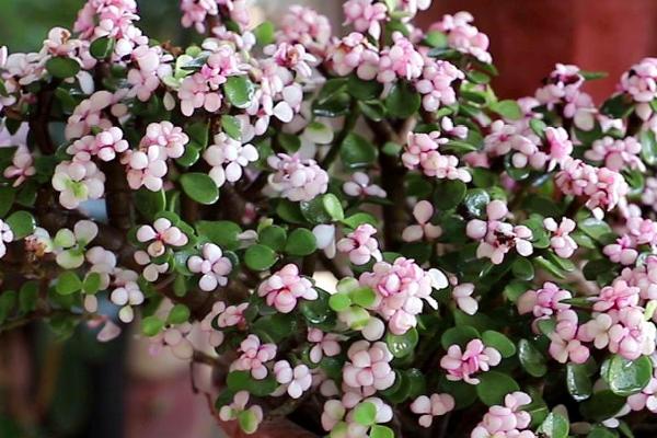 金枝玉叶花怎么扦插,应选择长势旺盛、健康的枝条