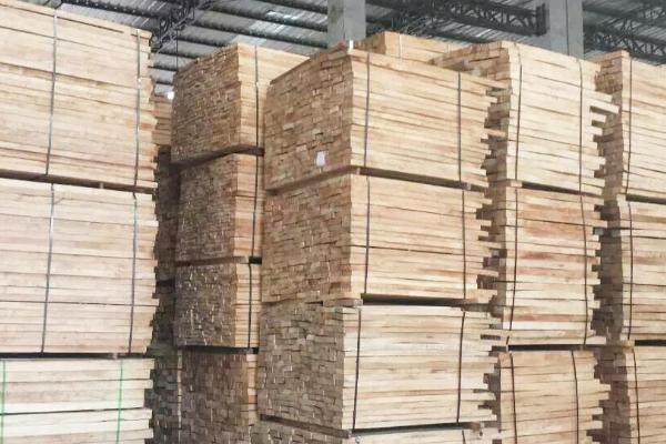 什么是橡胶木,多为高大乔木