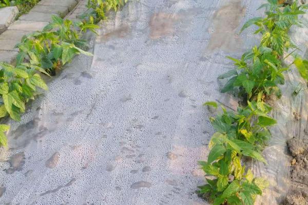 缸豆的种植方法，根据幼苗生长情况及时间苗补苗