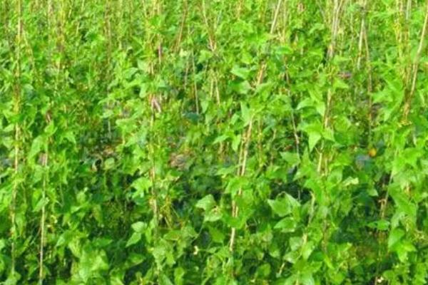 缸豆的种植方法，根据幼苗生长情况及时间苗补苗