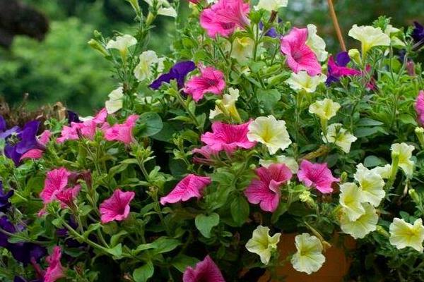 夏天种花能活吗,一般能活但也根据不同品种而定