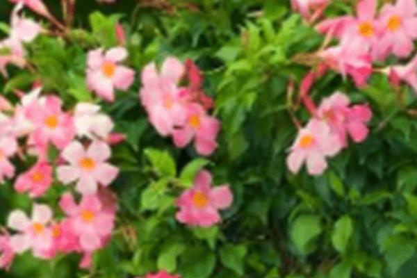 夏天种花能活吗,一般能活但也根据不同品种而定