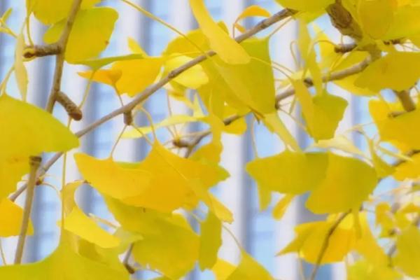 银杏树叶子像什么,像一把精美的扇子