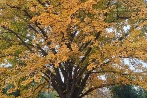 银杏树叶子像什么,像一把精美的扇子