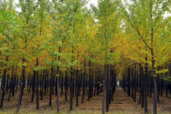 银杏树叶子像什么,像一把精美的扇子