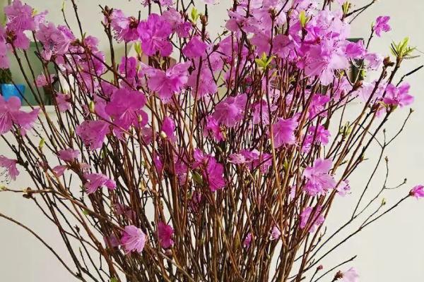 干枝杜鹃的花语,寓意坚强不息和吉祥如意