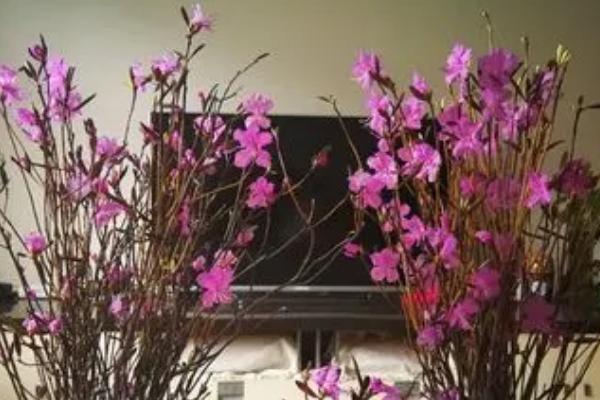 干枝杜鹃的花语,寓意坚强不息和吉祥如意