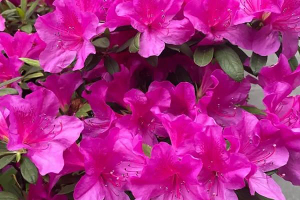 干枝杜鹃的花语,寓意坚强不息和吉祥如意