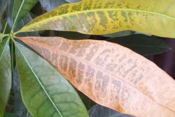 富贵树叶子变黄了的原因,可能是缺乏光照、浇水不当或土壤盐碱化过重等