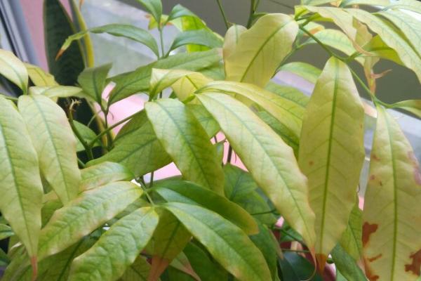 富贵树叶子变黄了的原因,可能是缺乏光照、浇水不当或土壤盐碱化过重等