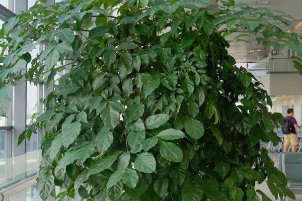 富贵树叶子变黄了的原因,可能是缺乏光照、浇水不当或土壤盐碱化过重等