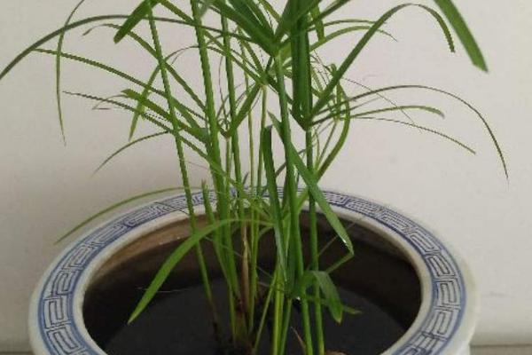 水竹的养殖方法，不可盲目的进行浇水