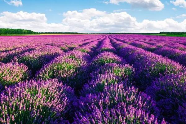 薰衣草的花语,寓意等待爱情