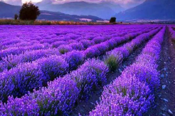 薰衣草的花语,寓意等待爱情
