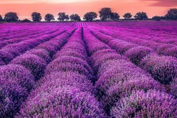 薰衣草的花语,寓意等待爱情