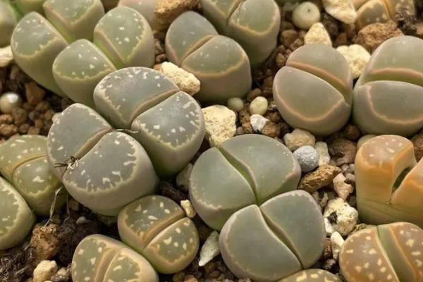 生石花的控光技巧,生长需要充足的光照条件