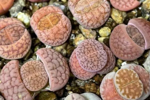 生石花的控光技巧,生长需要充足的光照条件