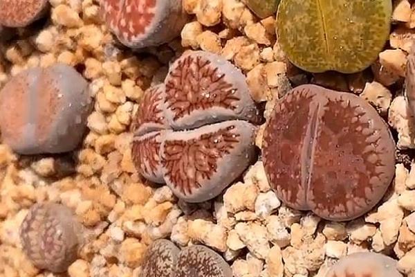 生石花的控光技巧,生长需要充足的光照条件