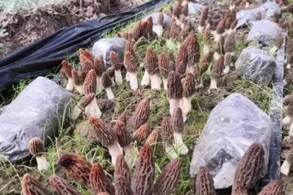 人工菌如何种植,适宜生长在温暖的环境中