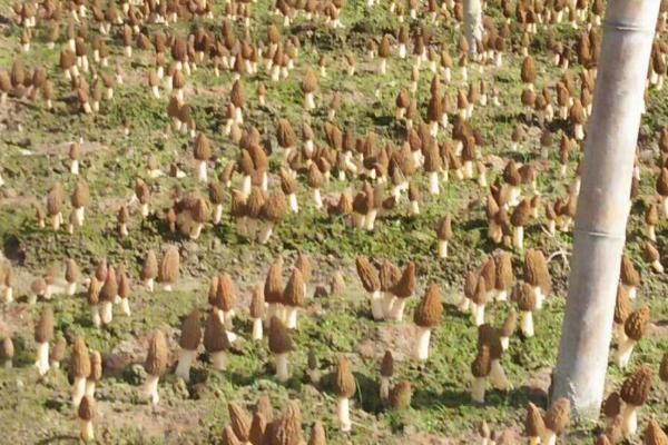 人工菌如何种植,适宜生长在温暖的环境中