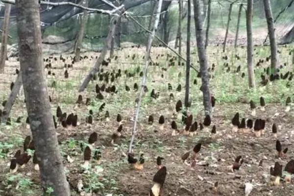 人工菌如何种植,适宜生长在温暖的环境中