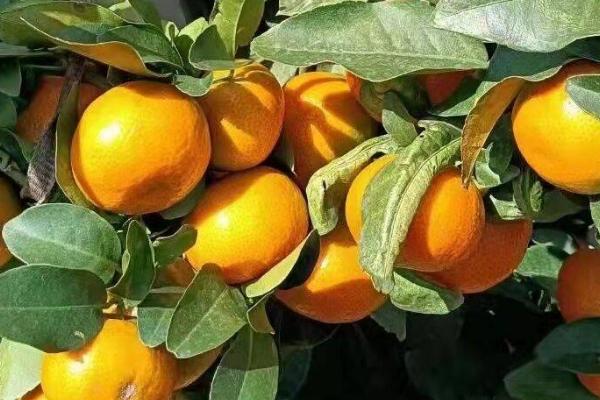 金秋沙糖桔品种介绍,产量高且果实品质好
