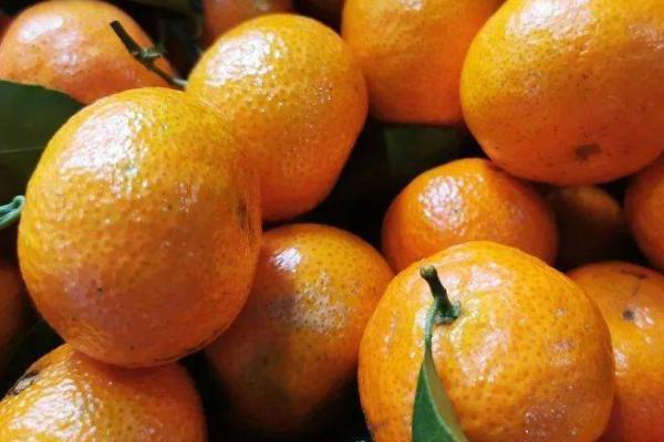 金秋沙糖桔品种介绍,产量高且果实品质好
