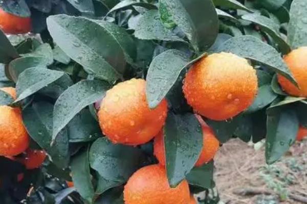 金秋沙糖桔品种介绍,产量高且果实品质好