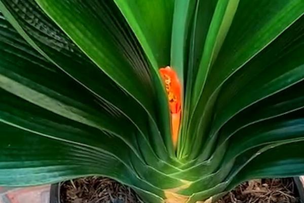 君子兰夹箭应急小妙招,可尝试改变温差或者用啤酒浇根