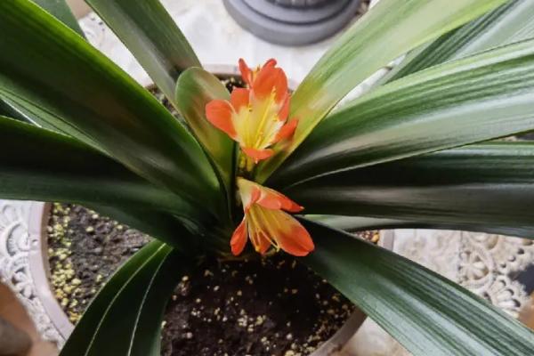 君子兰夹箭应急小妙招,可尝试改变温差或者用啤酒浇根