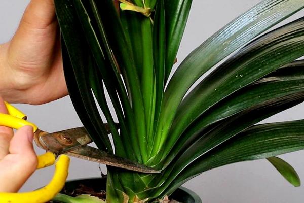 君子兰夹箭应急小妙招,可尝试改变温差或者用啤酒浇根