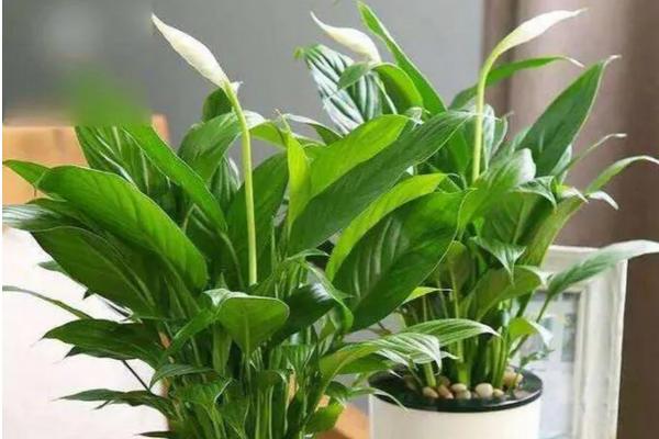 一帆风顺的花蕾变黑了怎么处理,可适当见光或者控制水量等