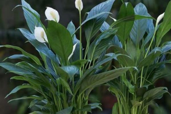 一帆风顺的花蕾变黑了怎么处理,可适当见光或者控制水量等