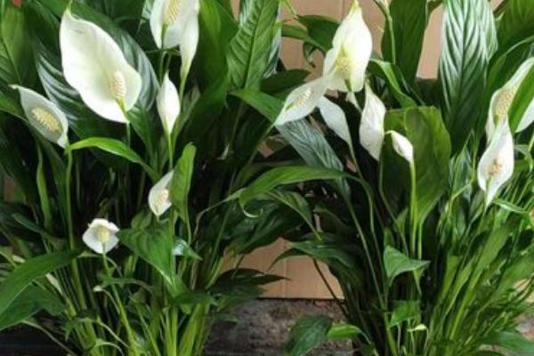 一帆风顺的花蕾变黑了怎么处理,可适当见光或者控制水量等