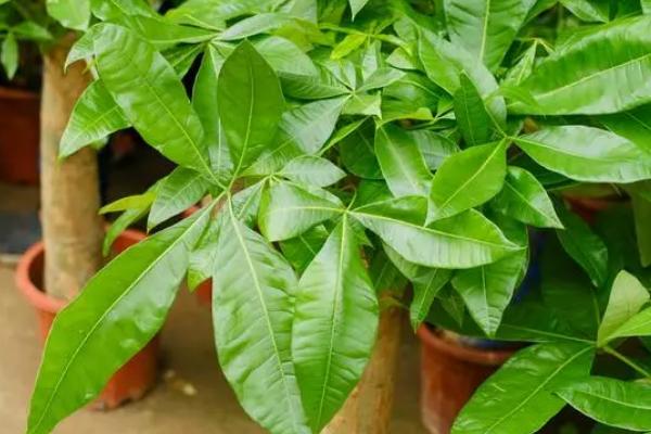 发财树叶片变黄如何解决,可采取遮阴、浇水、修剪等措施