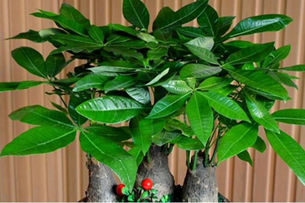 发财树叶片变黄如何解决,可采取遮阴、浇水、修剪等措施