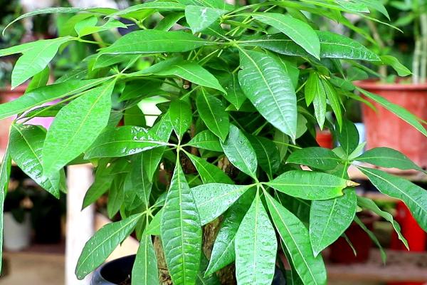 发财树叶片变黄如何解决,可采取遮阴、浇水、修剪等措施