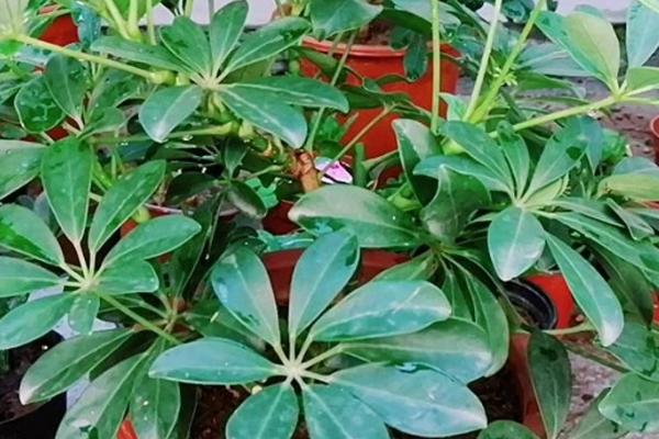 鸭掌木的修剪造型方法,可进行摘心打顶、枯黄枝和老根烂根要剪除