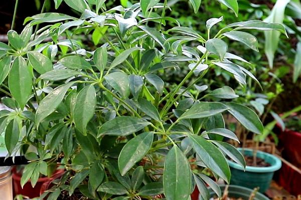 鸭掌木的修剪造型方法,可进行摘心打顶、枯黄枝和老根烂根要剪除