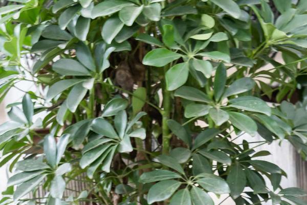 鸭掌木的修剪造型方法,可进行摘心打顶、枯黄枝和老根烂根要剪除