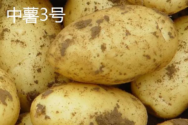 土豆品种介绍,不同品种的生育期不同